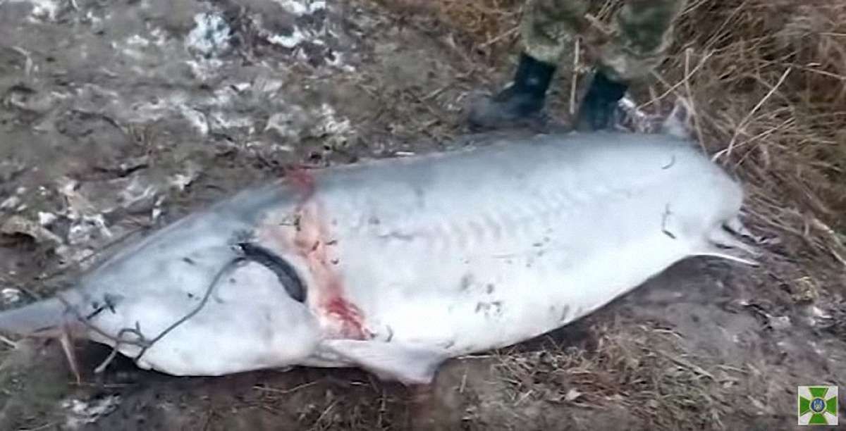 На Одещині браконьєри вбили 120-кілограмову білугу, яка занесена до Червоної книги
