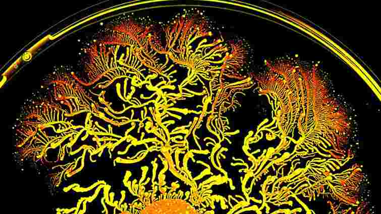 Вчені знайшли у печері доісторичну бактерію стійку до антибіотиків