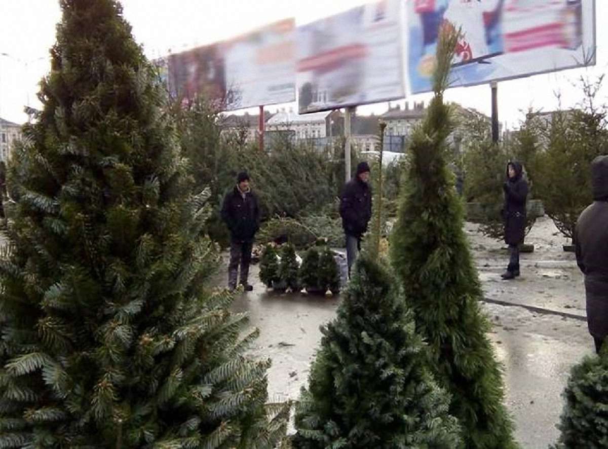 Львівська поліція перевіряє місця продажу ялинок