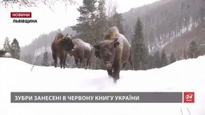Екологи планують створити новий заповідник для зубрів із «Сколівських бескидів»