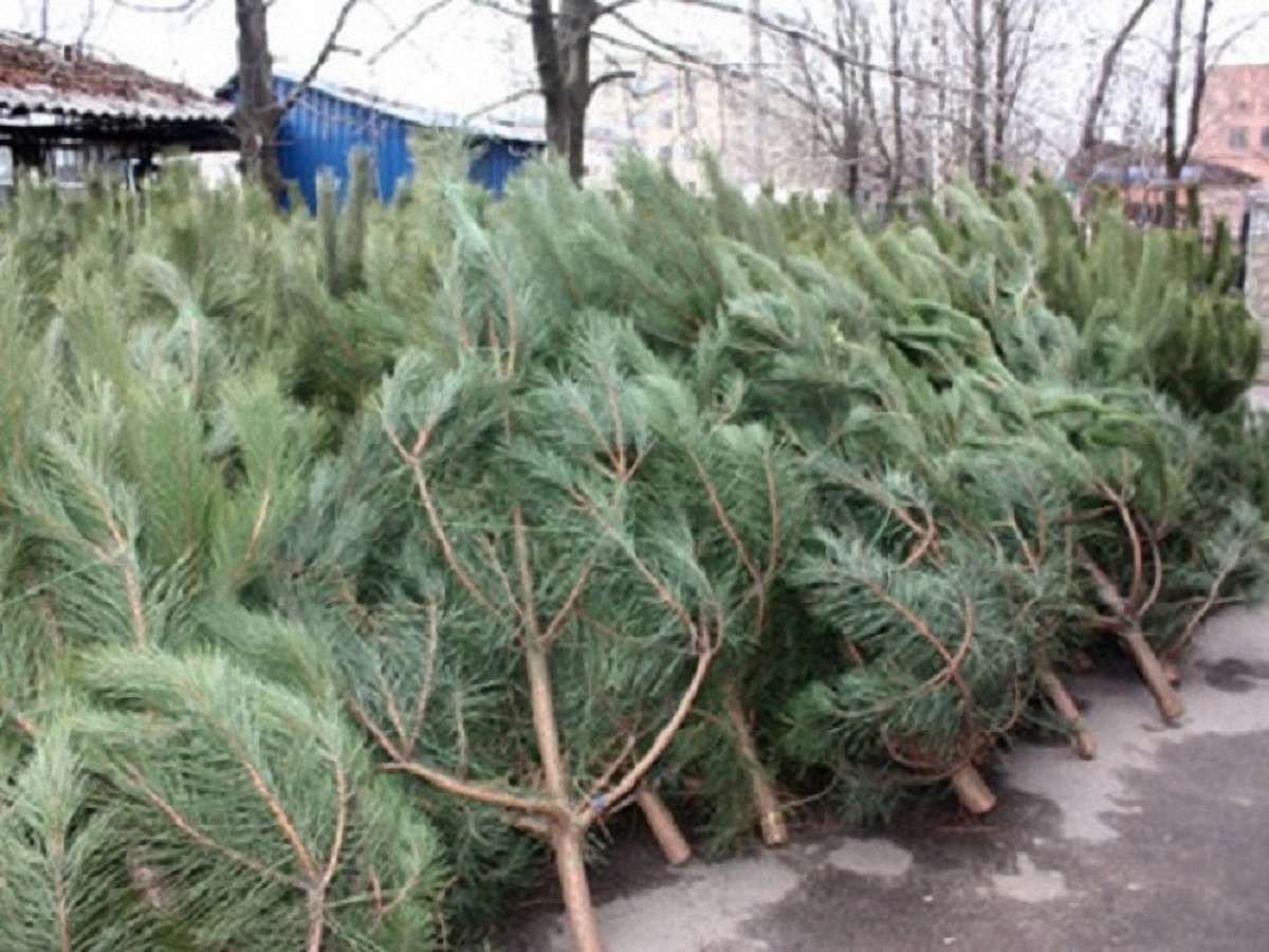 За незаконну вирубку ялинок на Львівщині порушників оштрафували на ₴40 тис.
