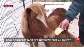 Врятовані два роки тому з «ферми смерті» тварини залишаться у Львові