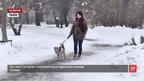 У Львові собака помер через отруту на вулиці
