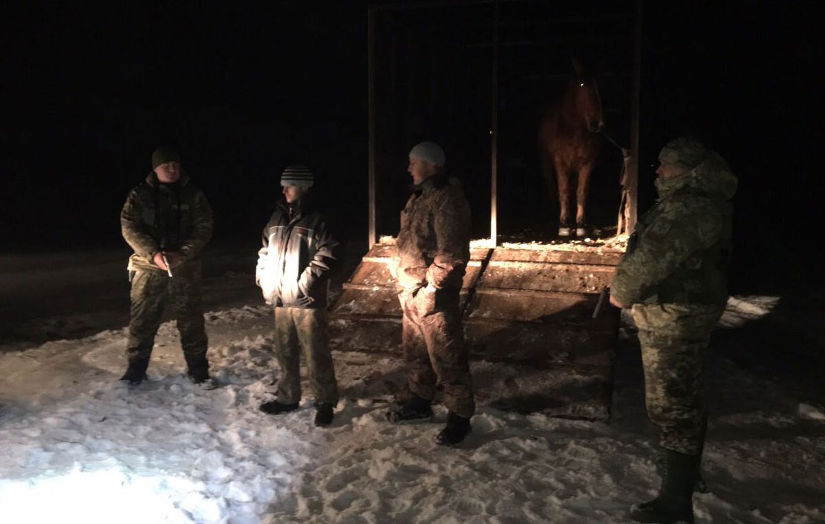 На Волині прикордонники затримали українців, які нелегально вивозили коней до Білорусі