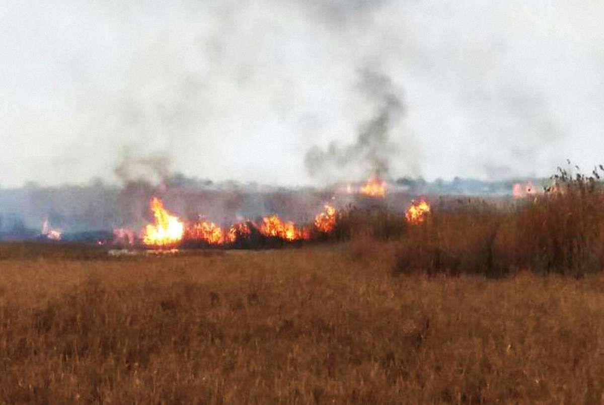 На Одещині браконьєри влаштували пожежу в національному парку