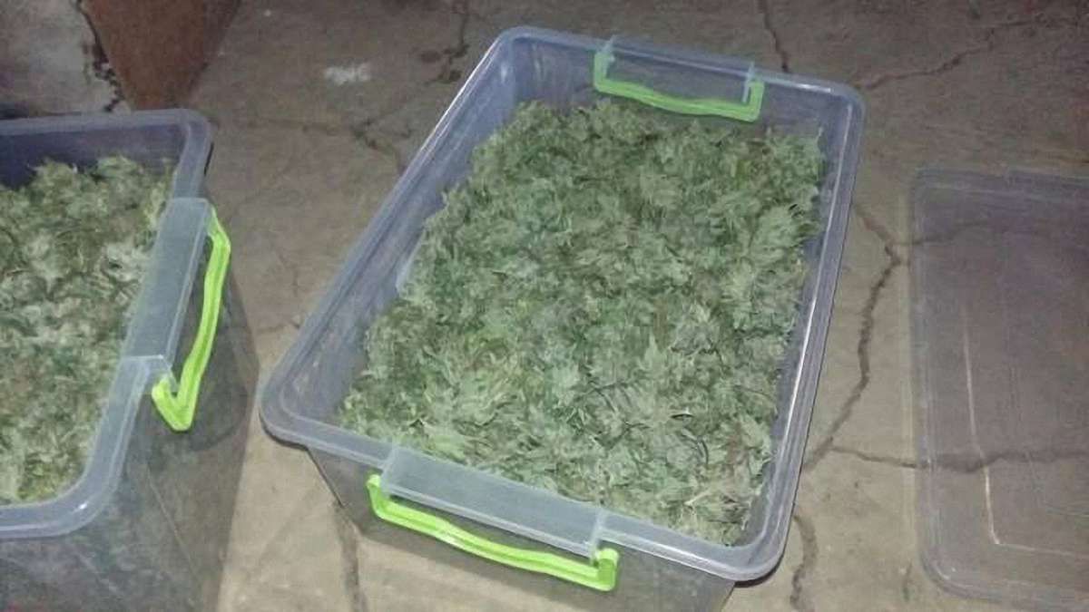 У мешканця Рудного вилучили 20 кг марихуани