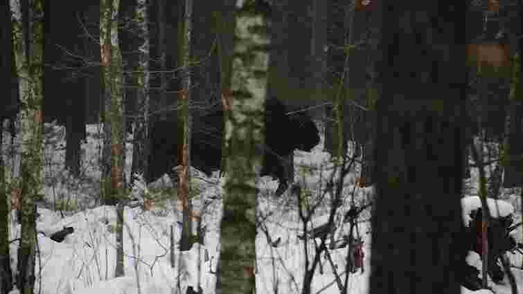 У національному парку на Волині виявили стадо зубрів, яке вважалося втраченим