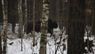 У національному парку на Волині виявили стадо зубрів, яке вважалося втраченим