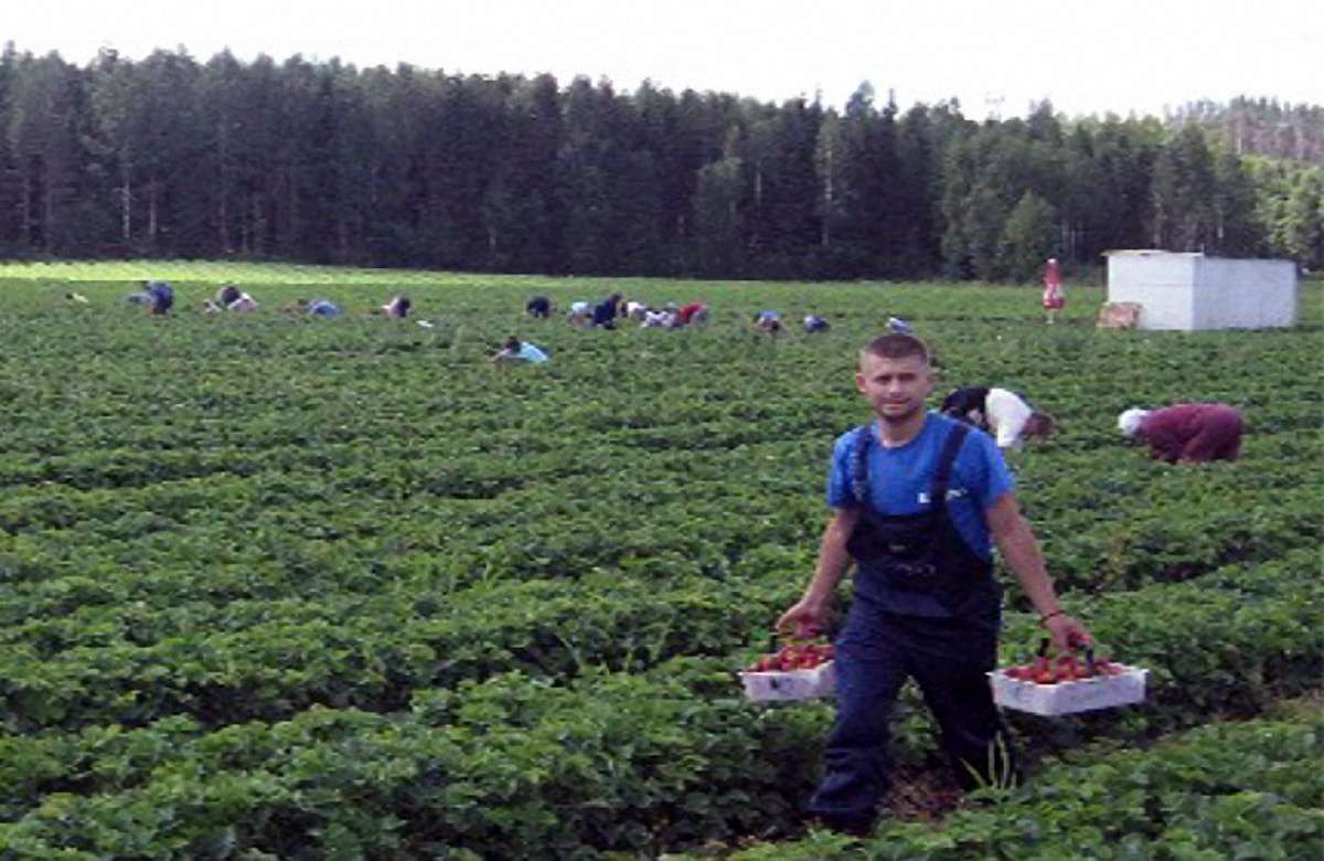 Більше 70% колишніх українських заробітчан хочуть повернутися на роботу закордон
