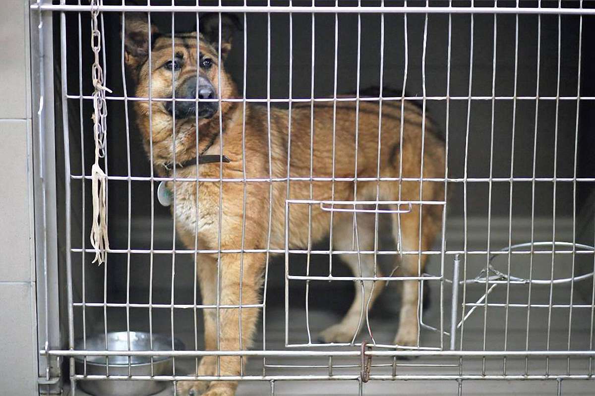 У Львові собаку прив’язали до дерева шнурками від взуття