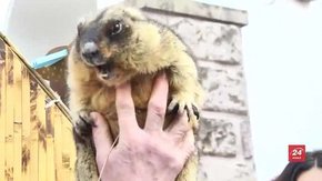 Львівська бабачиха Маруся напрогнозувала ранню весну