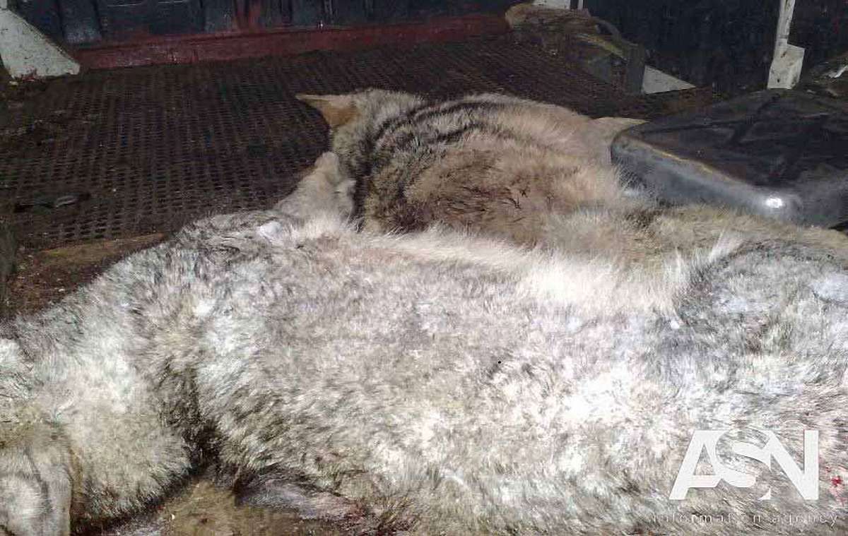На Полтавщині почастішали напади вовчих зграй на дворових собак і худобу