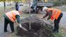 У Львові висадять понад дві тисячі нових дерев