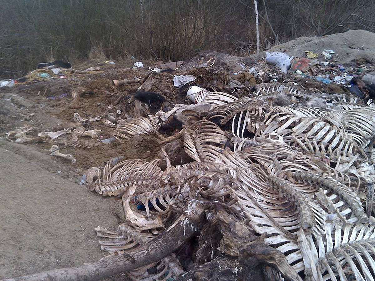 На Жовківщині виявили нелегальний скотомогильник площею 3 га