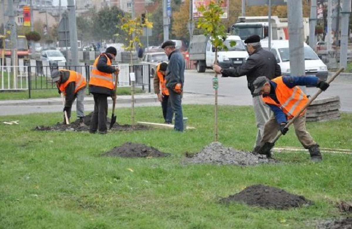 Протягом 2017 року у Львові планують висадити 10 тисяч дерев