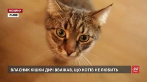 1 березня – Всесвітній день котів
