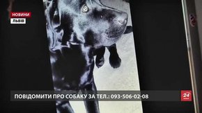 У Львові шукають легендарного чорного лабрадора 