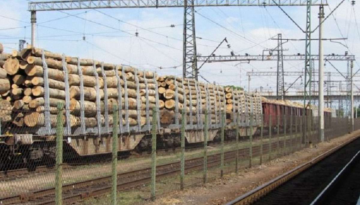 У Львові судитимуть волинянина, який зі спільниками вивіз до Польщі 12 вагонів дуба