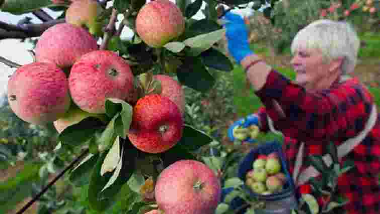Україна почала експортувати яблука до Іраку, Лівії та Вірменії
