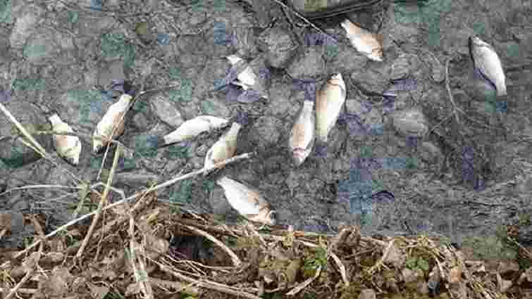 Через несанкціоновані стоки у львівському озері загинула риба 