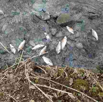 Через несанкціоновані стоки у львівському озері загинула риба 