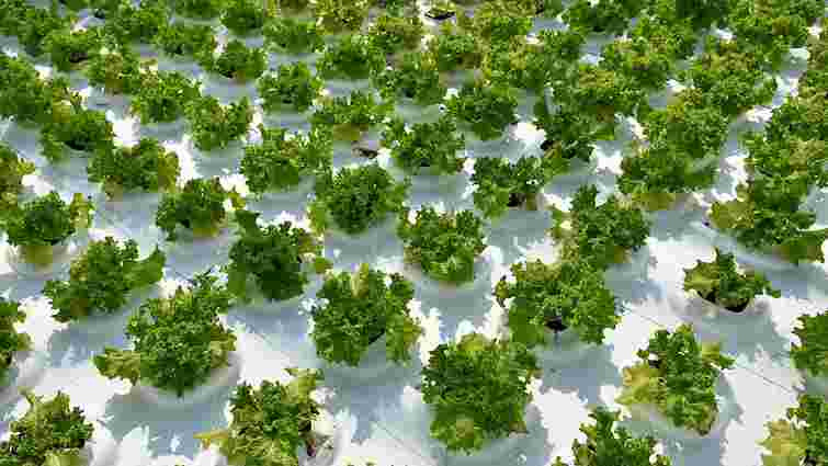 Нідерландські інвестори вклали у вирощування салату на Львівщині €600 тис.