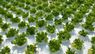 Нідерландські інвестори вклали у вирощування салату на Львівщині €600 тис.