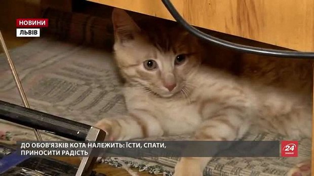 Львівський музейний кіт Мурлика отримав свою першу посадову інструкцію