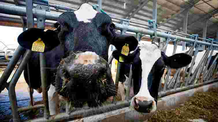Україна хоче експортувати яловичину до Саудівської Аравії
