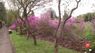 У Львівському ботанічному саду майже на місяць раніше розцвіли магнолії і рододендрони