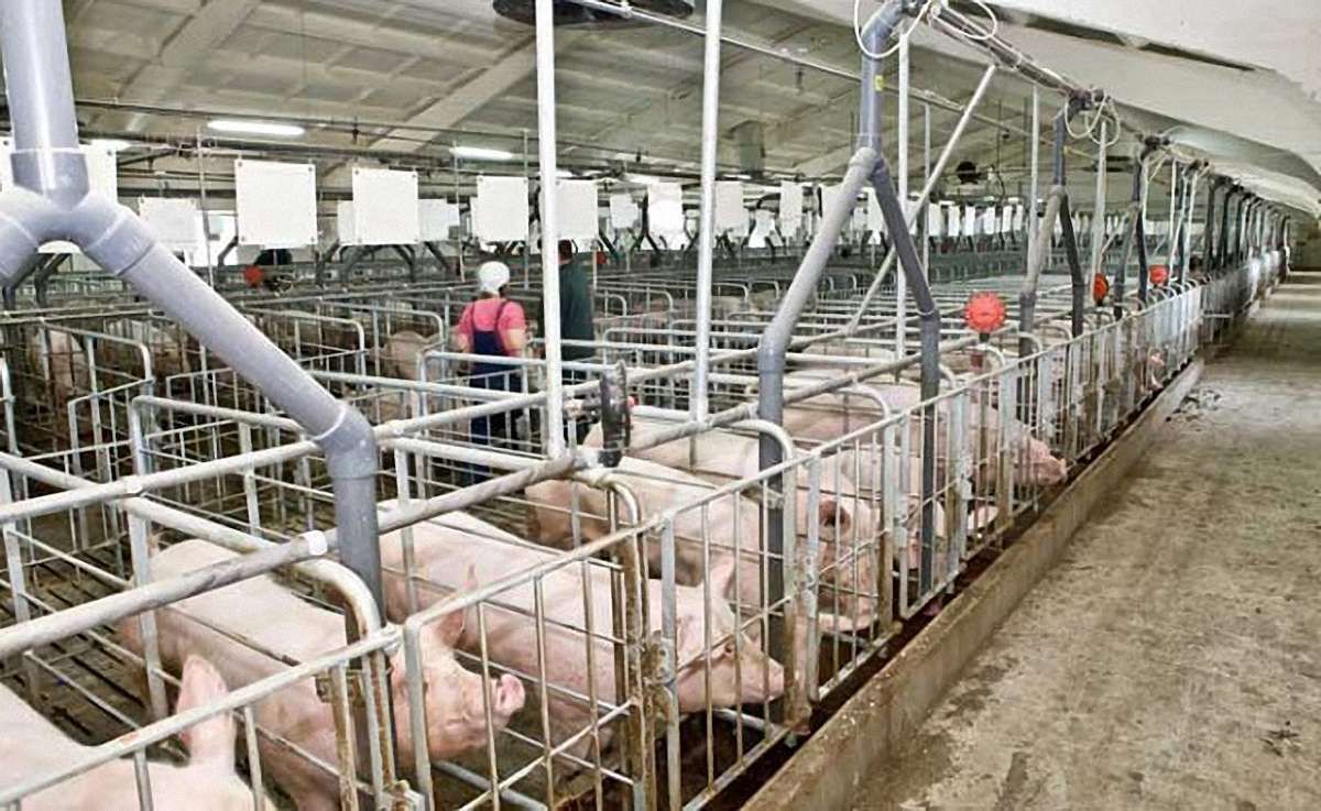 Майже 80% експортної української свинини купує Грузія
