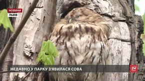 У львівському парку Франка поселилася сова