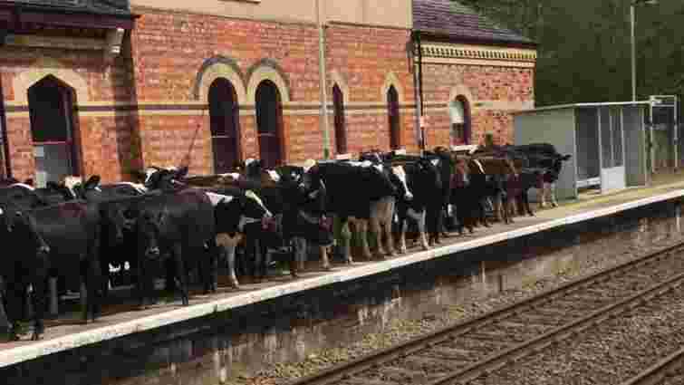 В Англії стадо корів паралізувало залізничний рух у графстві Кент
