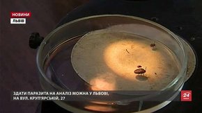 На Львівщині цьогоріч восьмеро людей заразилися від кліщів збудником хвороби Лайма