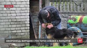 Львівські освітяни розпочали службове розслідування після нападу пса на дитину у садочку