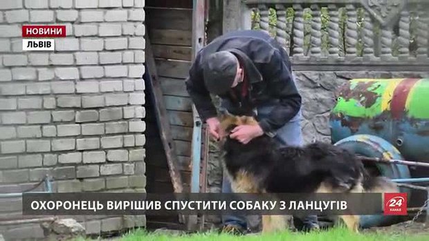 Львівські освітяни розпочали службове розслідування після нападу пса на дитину у садочку