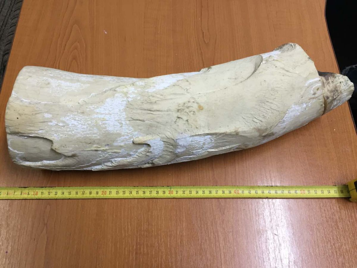 Водій туристичного автобуса намагався провезти  через кордон на Львівщині бивень мамонта