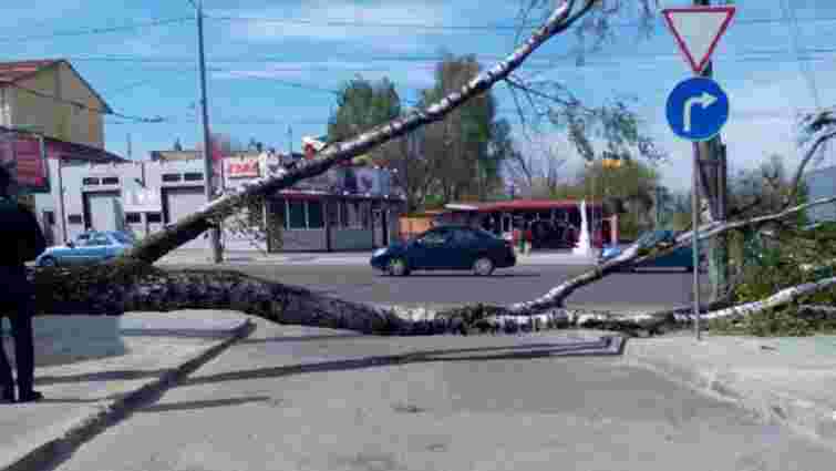 На вул. Городоцькій зламане дерево травмувало 15-річну дівчину