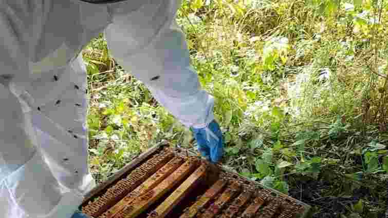 У Великобританії злодії-професіонали спромоглися викрасти 24 тис. бджіл
