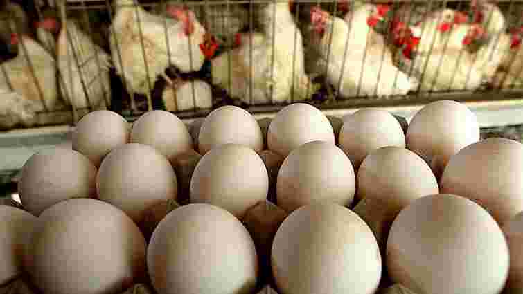 Курячі яйця з України найактивніше купують Об’єднані Арабські Емірати