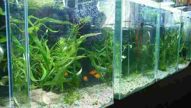 У Львівському еколого-натуралістичному центрі відкрили виставку акваріумів