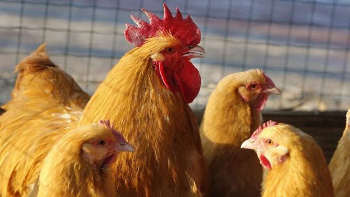 ЄС зняв обмеження на експорт птиці з більшості регіонів України