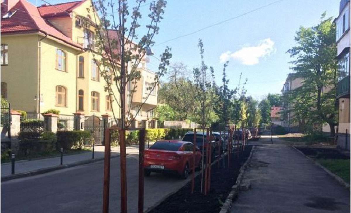 У Франківському районі Львова замість аварійних тополь висадили молоді клени