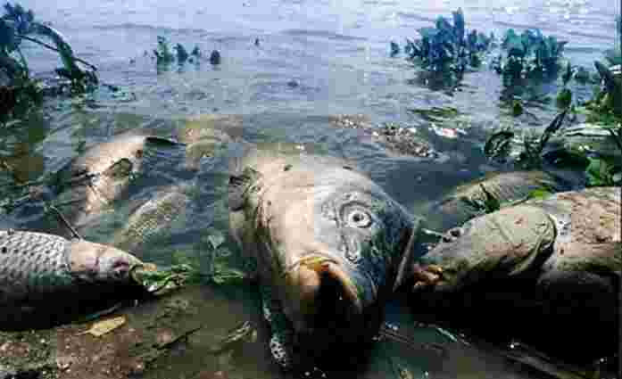 У річці на Тернопільщині через викид хлорного вапна загинула риба