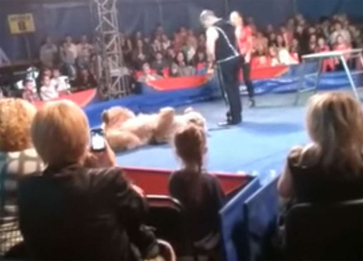 У Білій Церкві ведмідь напав на глядачів цирку