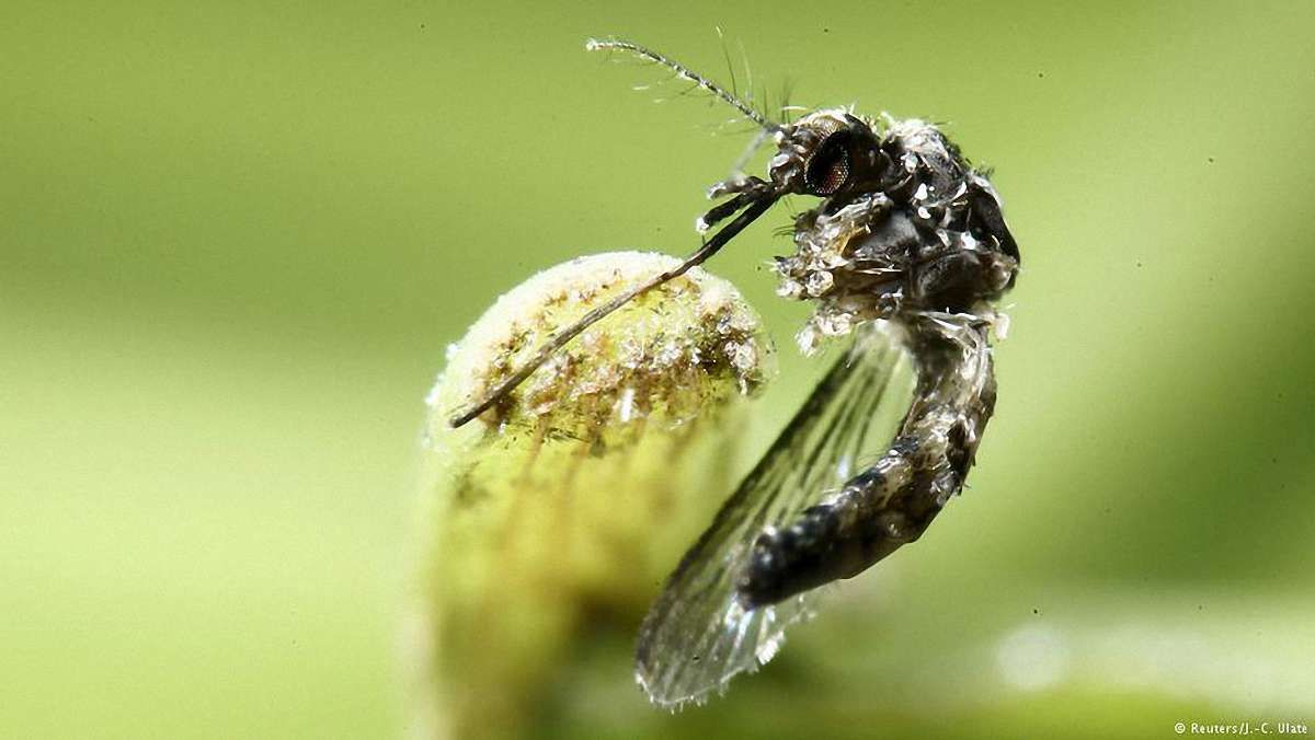 Небезпечний вірус Зіка зафіксували в Індії