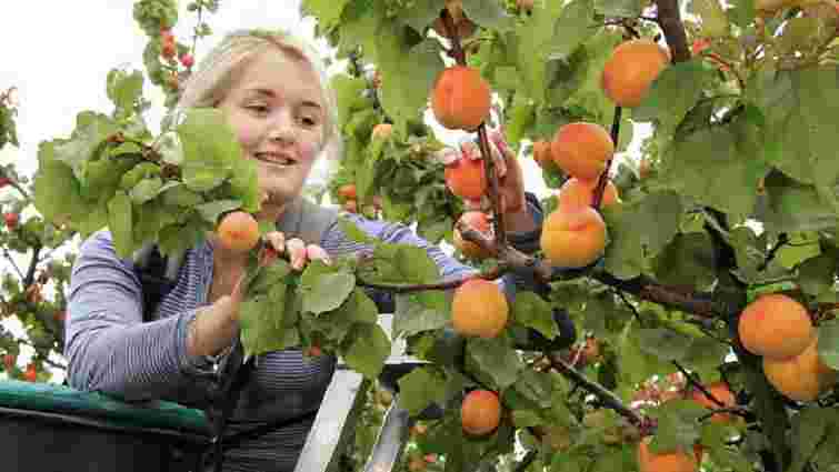 В Україні травневе похолодання знищило третину врожаю фруктів