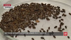 Соснові ліси Львівщини знищує шкідник