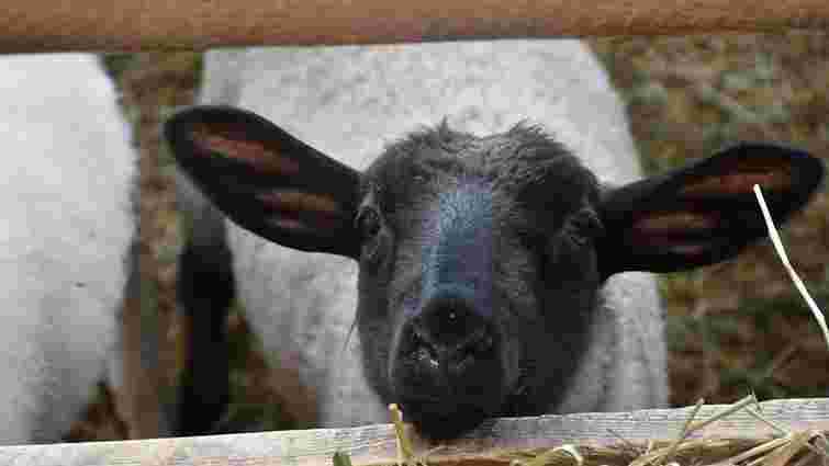 На Дрогобиччині відкрили нову овечу ферму за австрійським зразком