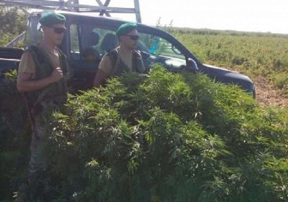 В Одеській області на острові знайшли плантацію конопель на 4 гектари